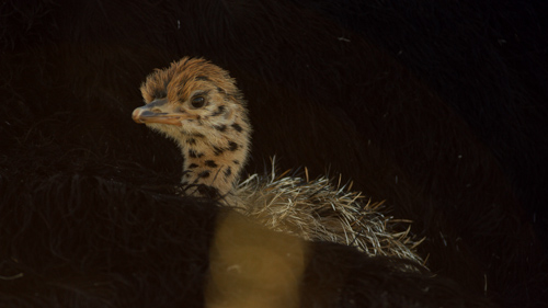 Chick